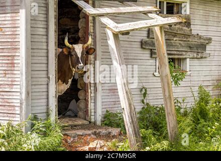 Curioso Cow guardando attraverso una porta della vecchia casa nel vecchio villaggio russo. Foto Stock