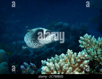 Puffer mascherato, Arothron diadematus, sulla barriera corallina a Hamata, Egitto Foto Stock