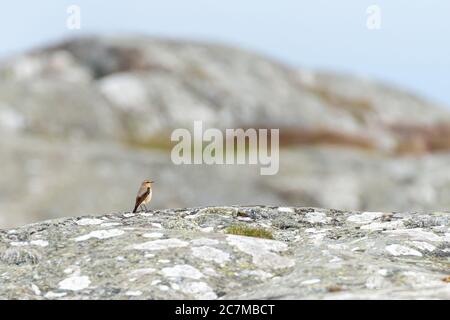 Carino uccello passero appollaiato su una formazione rocciosa con un sfondo sfocato Foto Stock