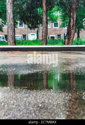 Tre pini ai margini di un parcheggio e il loro riflesso in una pioggia puddle Foto Stock