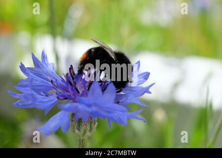 Colpo di closeup di un'ape che raccoglie nettari da un fiore di mais con uno sfondo sfocato Foto Stock