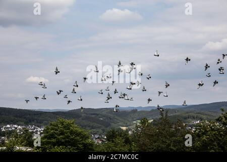 Gregge di piccioni vola in cerchi sul paesaggio Foto Stock