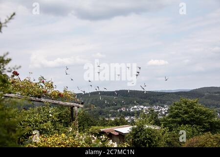 Gregge di piccioni vola in cerchi sul paesaggio Foto Stock