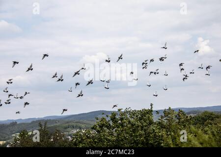 Gregge di piccioni vola in cerchi sul paesaggio Foto Stock