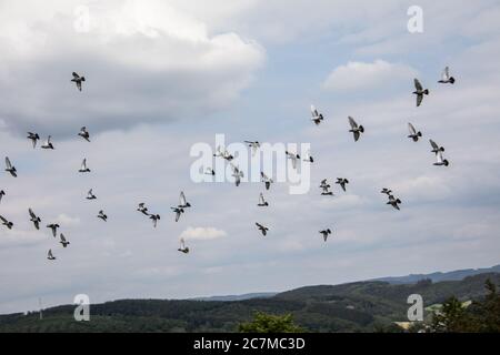 Gregge di piccioni vola in cerchi sul paesaggio Foto Stock