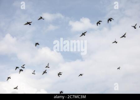 Gregge di piccioni vola in cerchi sul paesaggio Foto Stock