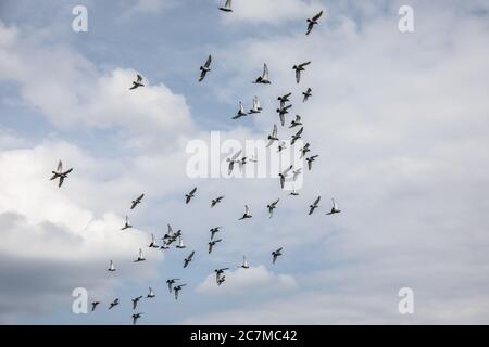 Gregge di piccioni vola in cerchi sul paesaggio Foto Stock