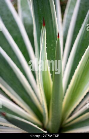 Closeup verticale di foglie di agave verde Foto Stock