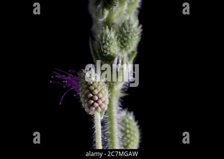 I fiori verdi si preparano alla fioritura dalla pianta di mimosa perdica. Fiori verdi pronti a fiorire da vicino. Foto Stock