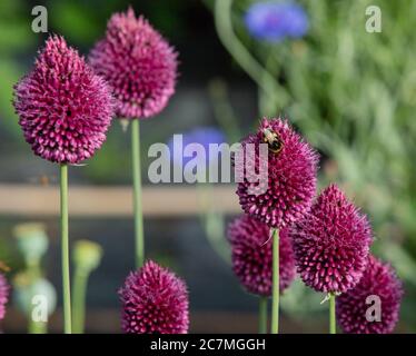 Primo piano del maroon a forma di uovo fiori viola di bastone di batteria o Allium sphaerocephalum visto con api bumble nel giardino in estate nel mese di luglio. Foto Stock