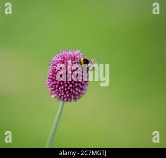 Primo piano del maroon a forma di uovo fiori viola di bastone di batteria o Allium sphaerocephalum visto con api bumble nel giardino in estate nel mese di luglio. Foto Stock