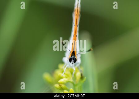 Bronzo a farfalla in rame Foto Stock