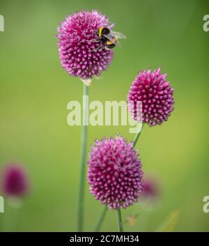 Primo piano di fiori a forma di uovo del bastone di batteria allio o Allium sphaerocephalum visto con un'ape bumble nel giardino nel mese di luglio. Foto Stock