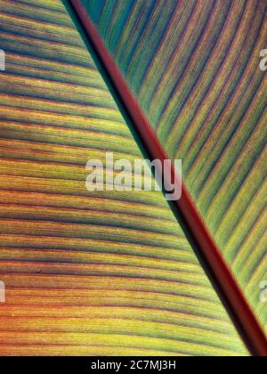 Canna lily leaf pattern Foto Stock