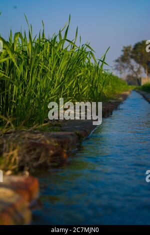 Campo di grano giovane, sistema di irrigazione agricolo che innaffiatura un campo di grano verde in India. Foto Stock