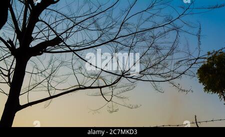 Sole dietro l'albero di Neem. Azadirachta indica, comunemente noto come neem, nimtree o lilla indiana. Foto Stock