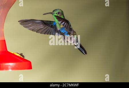 Il colibrì verde della Woodnymph, Thalurania fannyi, al Tinalandia Lodge in Ecuador. Foto Stock