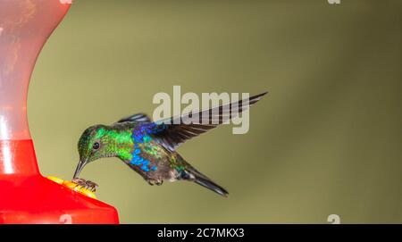 Il colibrì verde della Woodnymph, Thalurania fannyi, al Tinalandia Lodge in Ecuador. Foto Stock