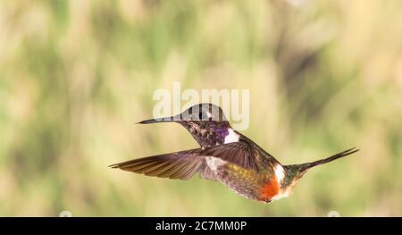 Purple-throated hummingbird Woodstar, Calliphlox mitchellii, a Tandayapa Lodge in Ecuador. Foto Stock