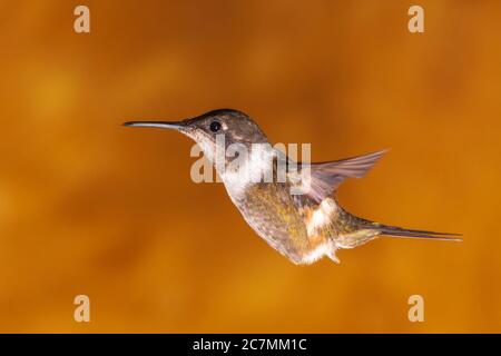 Purple-throated hummingbird Woodstar, Calliphlox mitchellii, a Tandayapa Lodge in Ecuador. Foto Stock