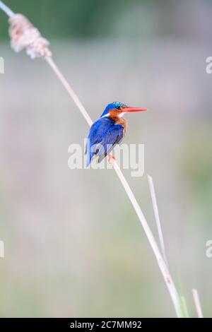 Kingfisher malachita (Alcedo cristata) in Kenya Foto Stock