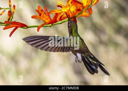 Tormalina Sunangel hummingbird, Heliangelus exortis, al Guango Lodge in Ecuador. Foto Stock