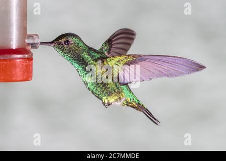 Western Emerald hummingbird, Chlorostilbon melanorhyncus, al Tandayapa Lodge in Ecuador. Foto Stock