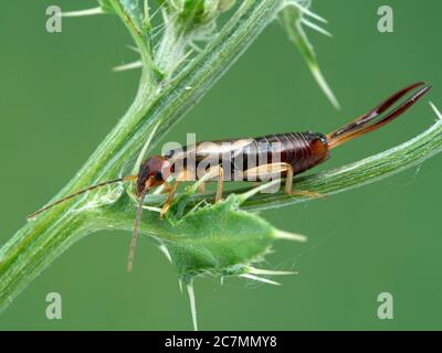 Arcuata comune o europea maschile, Fornicula auricularia, con pinze molto grandi, arrampicata sul gambo della pianta del cardo, vista laterale. Boundary Bay salmarsh Foto Stock