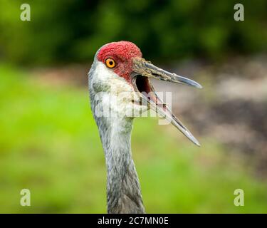 Sarasota, USA, 18 luglio 2020 - una gru per adulti a Sarasota, Florida. Credit: Enrique Shore/Alamy Stock Photo Foto Stock