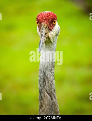 Sarasota, USA, 18 luglio 2020 - una gru per adulti a Sarasota, Florida. Credit: Enrique Shore/Alamy Stock Photo Foto Stock