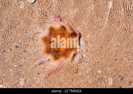 Lion's Mane Jellyfish, cyanea capillata, nuoto in acque poco profonde sulla spiaggia di Montrose, Angus, Scozia, Regno Unito nel mese di luglio Foto Stock