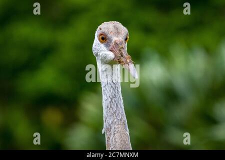 Sarasota, USA, 18 luglio 2020 - una gru a sabbia a Sarasota, Florida. Credit: Enrique Shore/Alamy Stock Photo Foto Stock