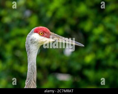 Sarasota, USA, 18 luglio 2020 - una gru per adulti a Sarasota, Florida. Credit: Enrique Shore/Alamy Stock Photo Foto Stock