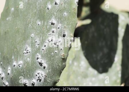 Un closeup di insetti coccinei su una pianta di cactus Foto Stock