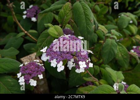 Blue-fiorito Hydrangea aspera sargentiana Foto Stock