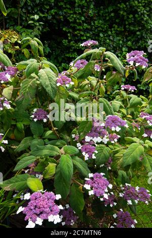 Blue-fiorito Hydrangea aspera sargentiana Foto Stock