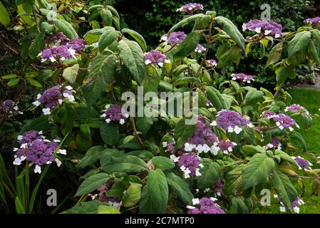 Blue-fiorito Hydrangea aspera sargentiana Foto Stock