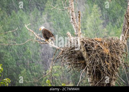 Aquila calva e nidifica in tempesta di pioggia Foto Stock