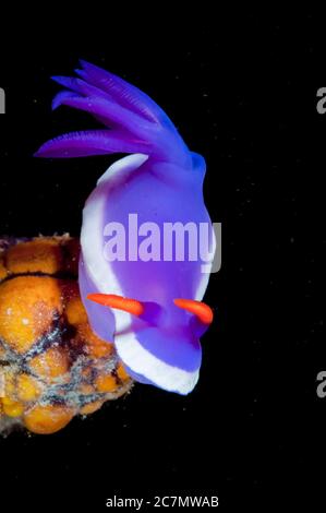 Royal Hypselodoris nudiranch, Hypselodoris sp, immersione notturna, Paradise II sito di immersione, Sipadan Water Village House Reef, Mabul Island, vicino a Sipadan Island Foto Stock