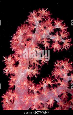 Glomerate Tree Coral, Dendronephthya sp, immersione notturna, sito di immersione villaggio Perai, Isola Wetar, vicino Alor, Indonesia, Mare di banda, Oceano Pacifico Foto Stock