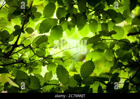 La luce del sole si rompe attraverso la folta fogliame. Foto Stock