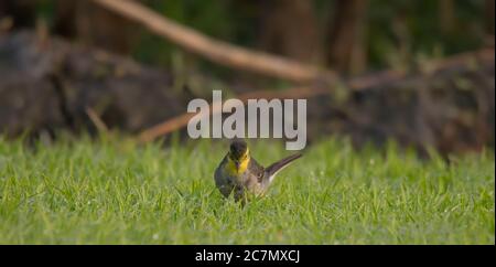 Un uccello selvatico che muove e cerca cibo dalla prateria alla luce del mattino. Foto Stock