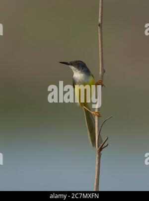 Un uccello selvatico si muove in erba al mattino . Foto Stock