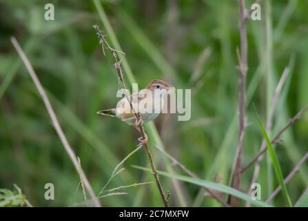 Un uccello selvatico che si muove in erba al mattino con cibo raccolto per pulcini . Foto Stock