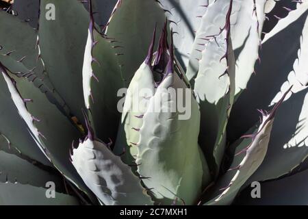 Agave parryi succulente pianta desertica con foglie verdi pallidi e spine viola, aspetto orizzontale Foto Stock