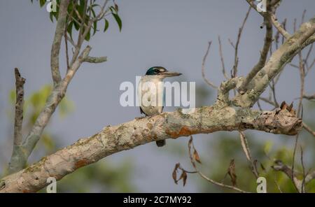 Un kingfisher selvaggio sul ramo dell'albero sul lungofiume in un persico aperto. Foto Stock