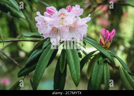 Primo piano su Rhododendron makinoi Plant - Makino rododendron Foto Stock