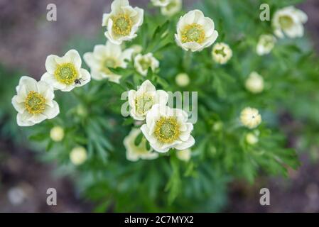 Anemone narcisiflora - narcissus anemone o narcischi anemone fiorito, perenne erbaceo nel genere Anemone e la famiglia buttercup Foto Stock