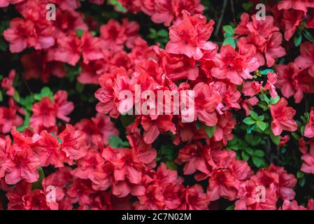 Rhododendron fiori varietà chiamato Embers incandescente Foto Stock