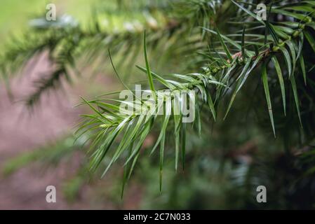 Cunninghamia lanceolata, nome comune Cunninghamia o abete cinese Foto Stock